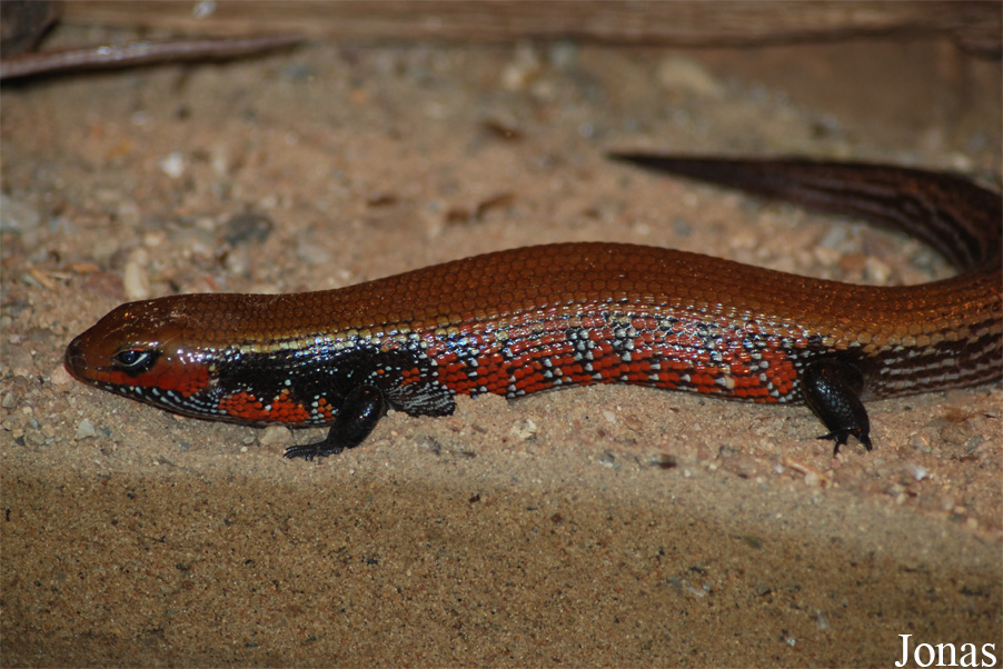 Lepidothyris fernandi