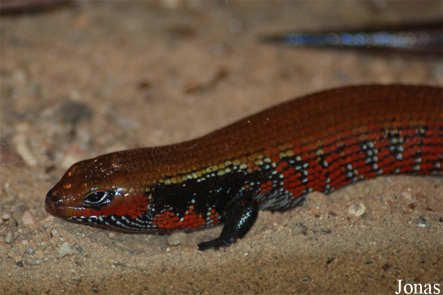 Lepidothyris fernandi