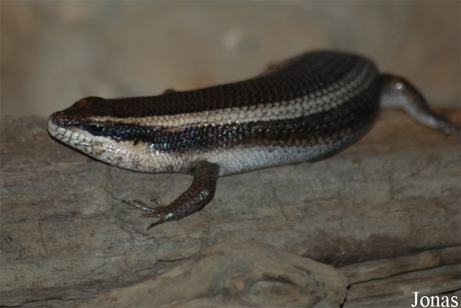 Mabuya striata