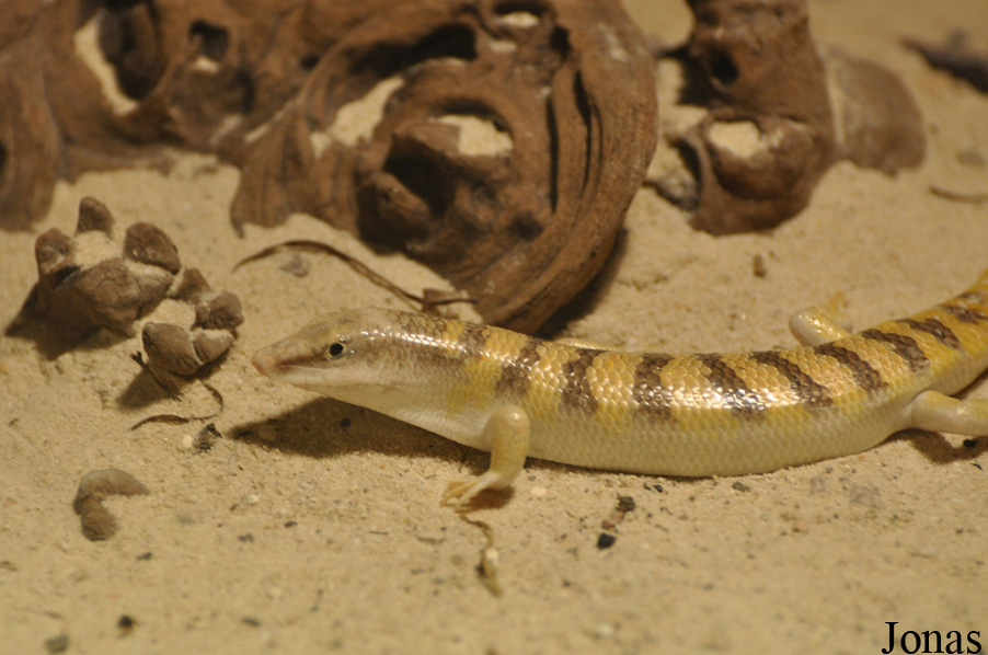 Scincus scincus