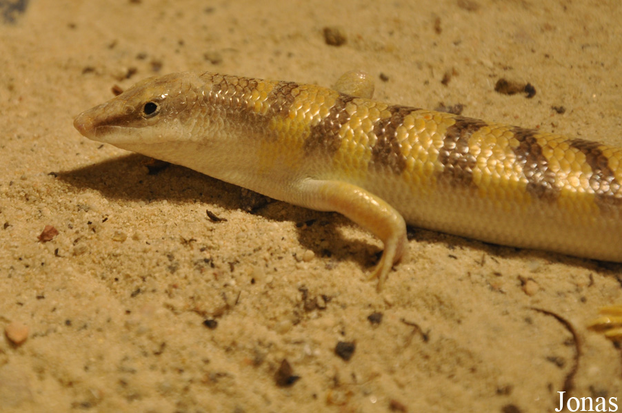 Scincus scincus