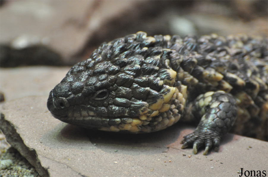 Tiliqua rugosa