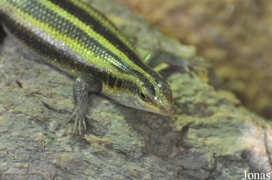 Trachylepis margaritifera