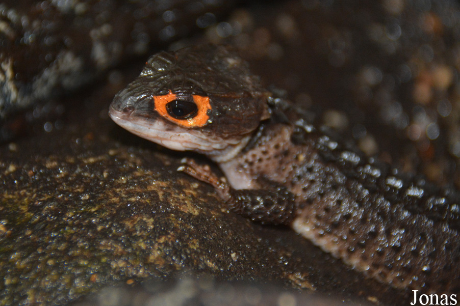 Tribolonotus gracilis