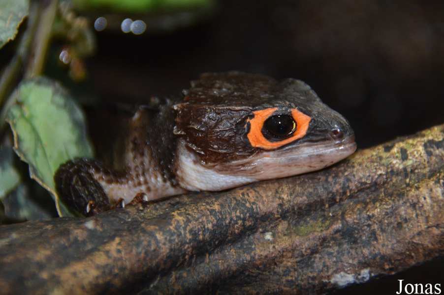 Tribolonotus gracilis