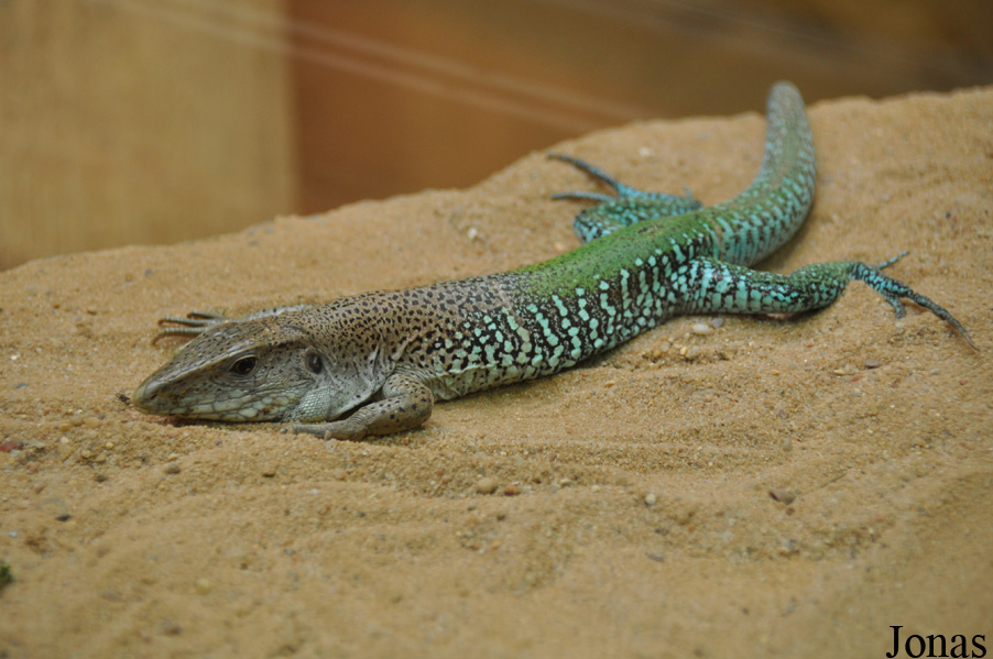 Ameiva ameiva