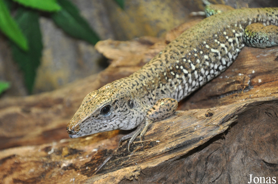 Ameiva ameiva
