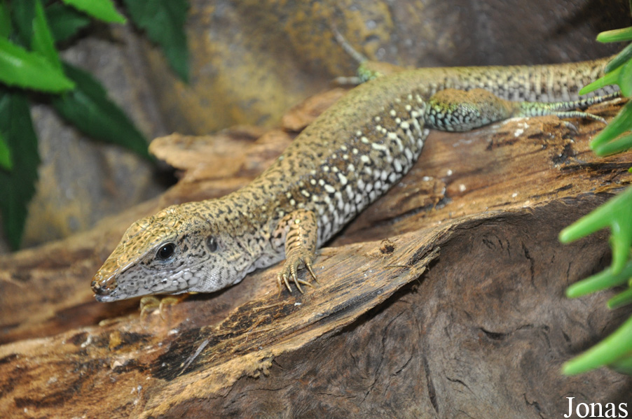 Ameiva ameiva