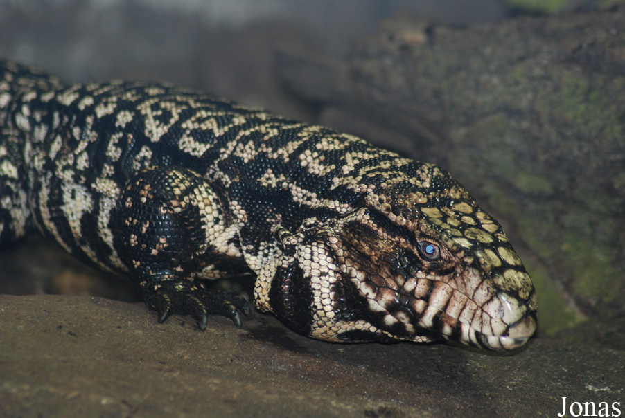 Tupinambis merianae
