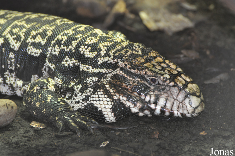 Tupinambis merianae