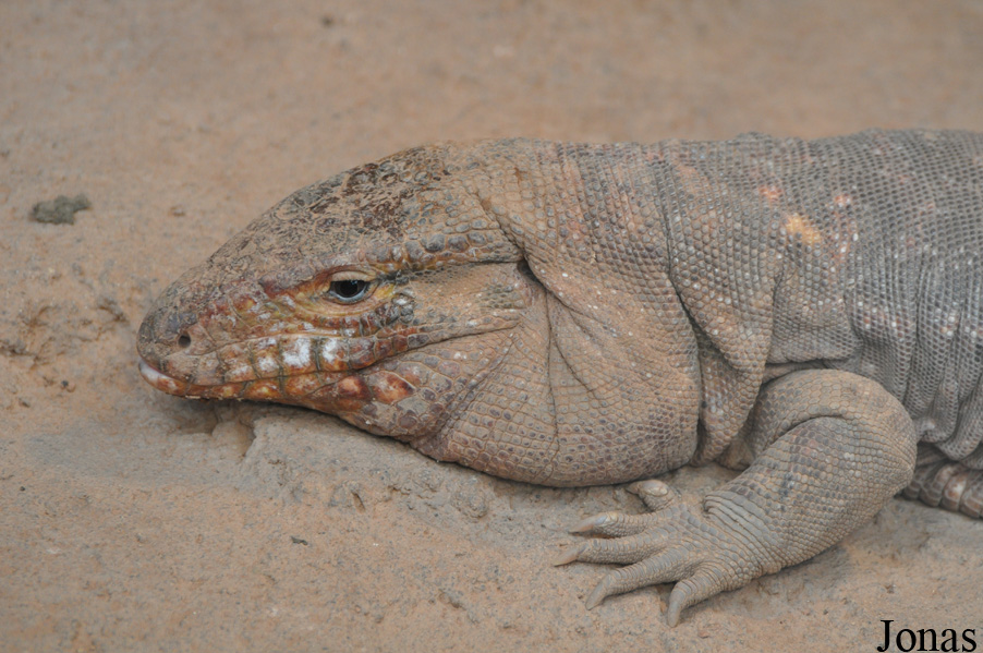 Tupinambis rufescens