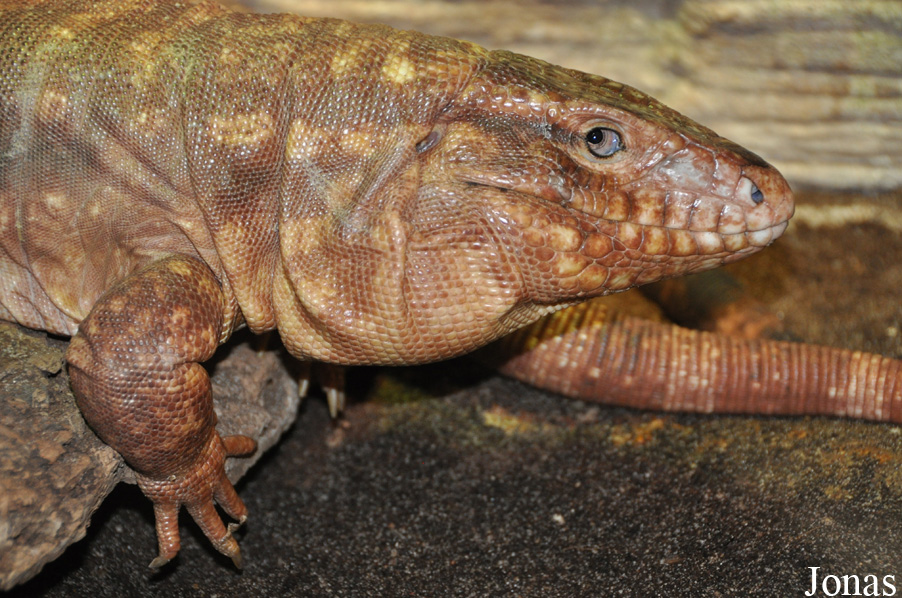 Tupinambis rufescens