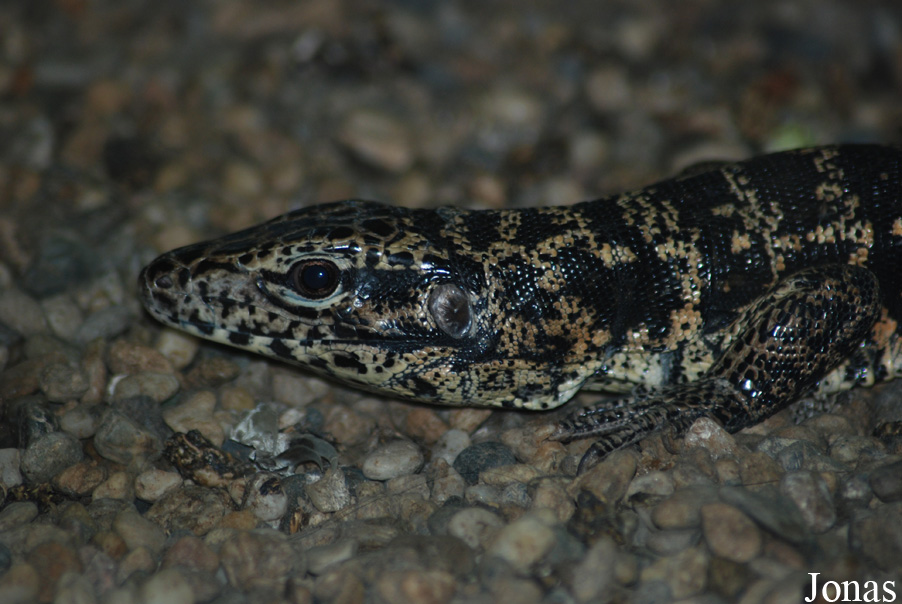 Tupinambis teguixin