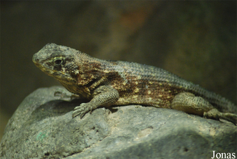 Leiocephalus carinatus