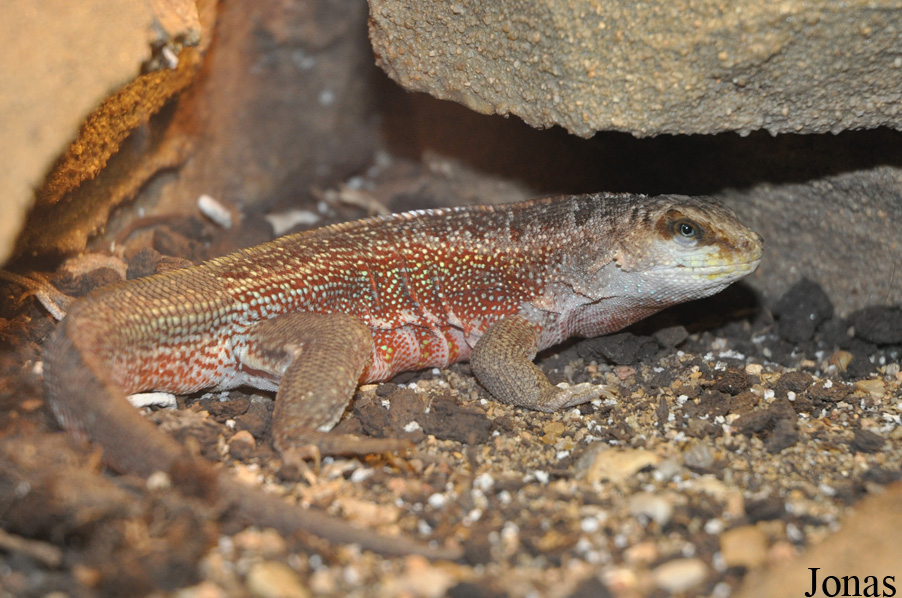 Leiocephalus schreibersii