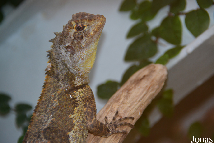 Uranoscodon superciliosus