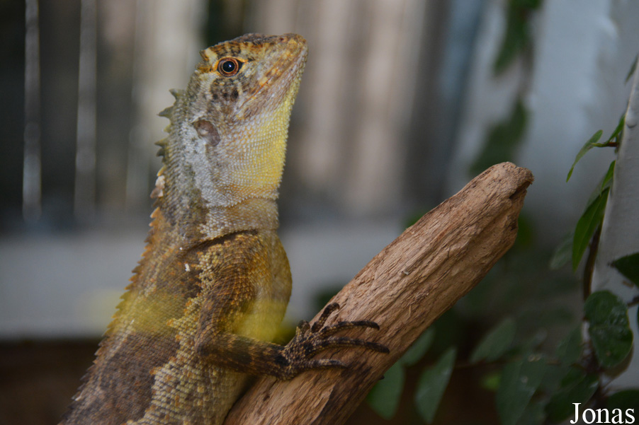 Uranoscodon superciliosus