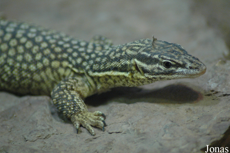 Varanus acanthurus