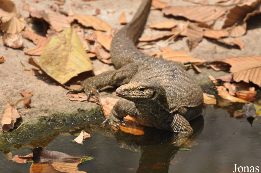 Varanus bengalensis