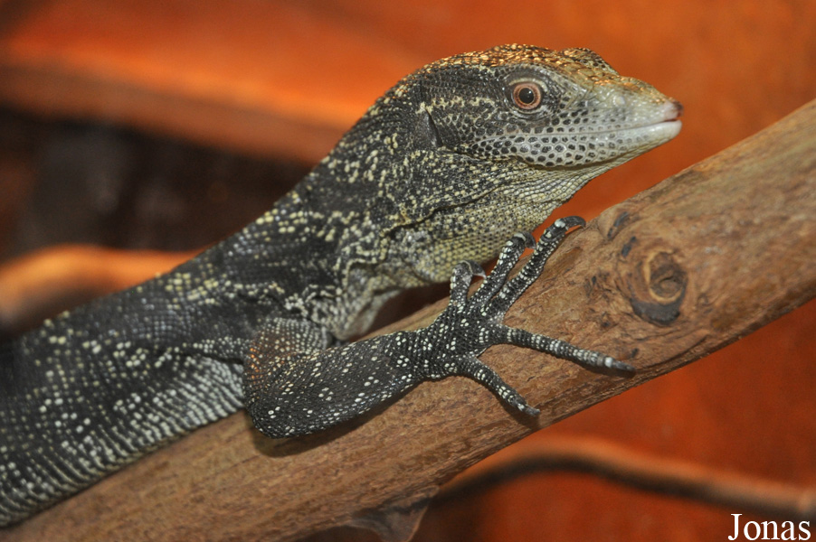 Varanus boehmei
