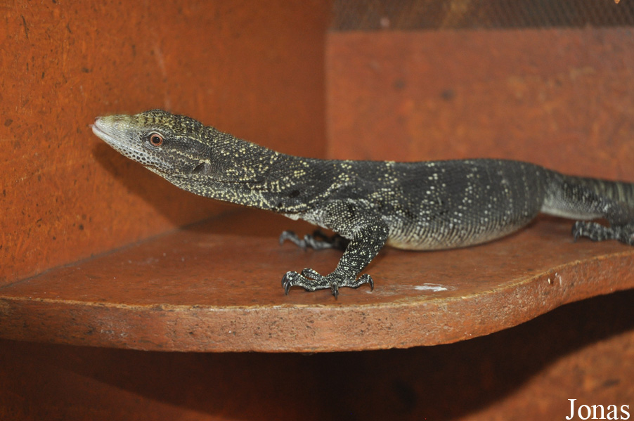 Varanus boehmei