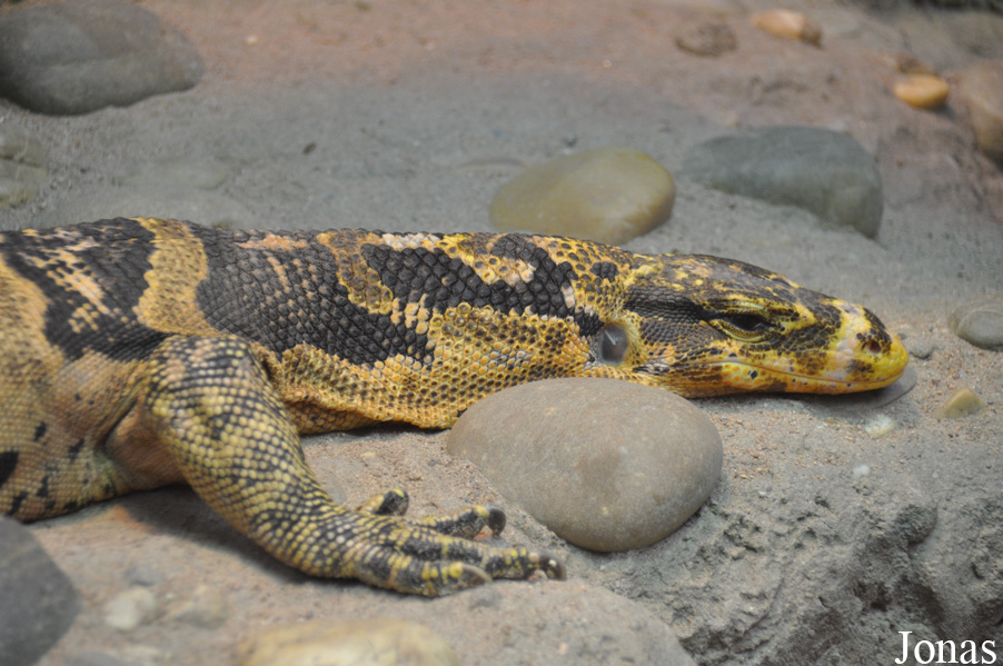Varanus cumingi