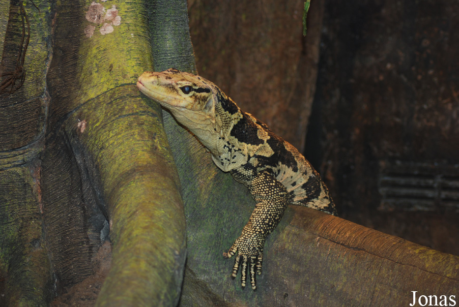 Varanus cumingi