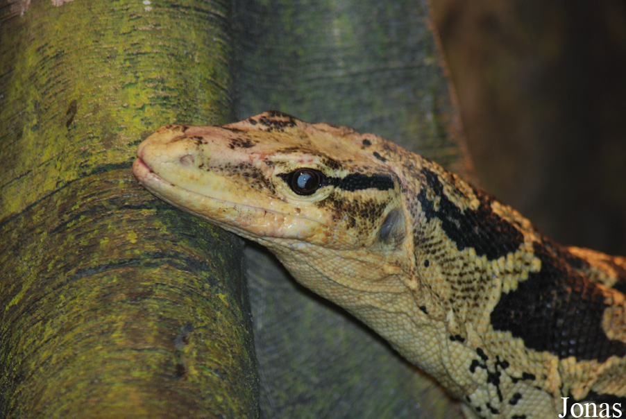 Varanus cumingi