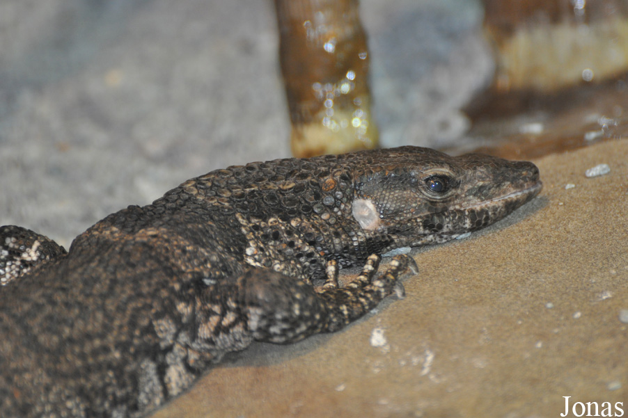 Varanus dumerilii