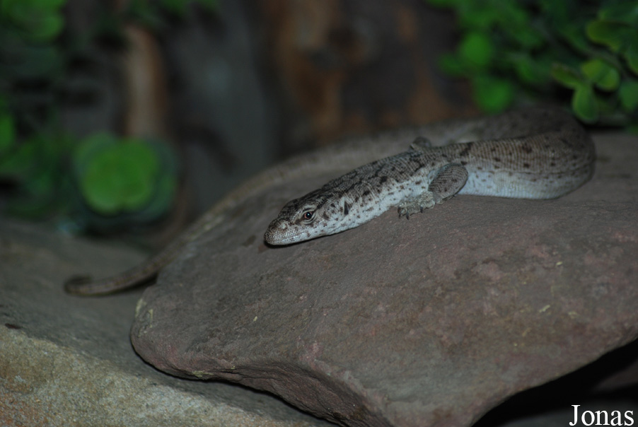Varanus gilleni