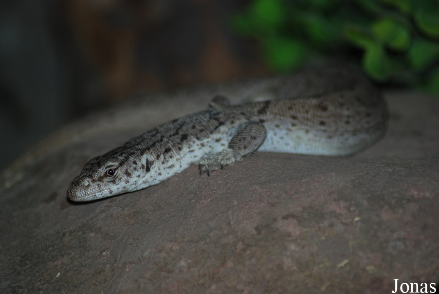 Varanus gilleni