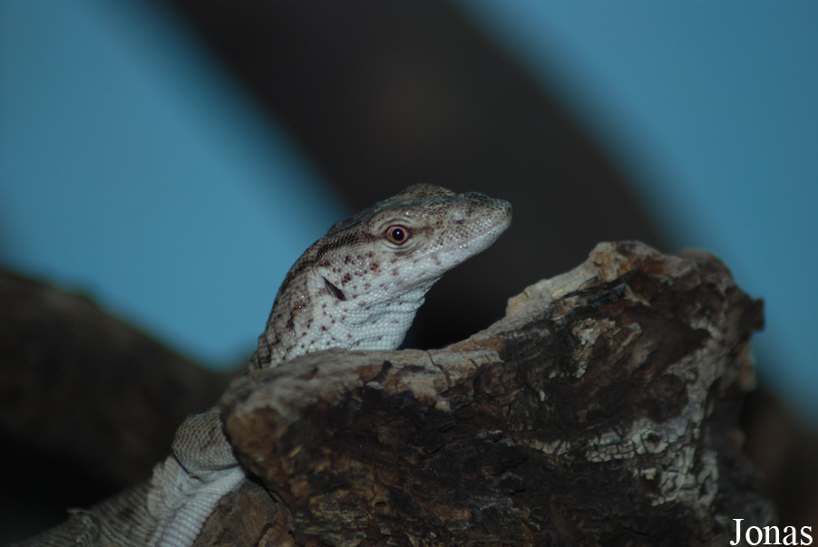Varanus gilleni
