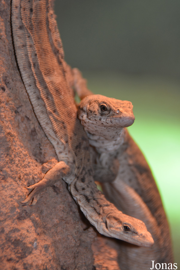 Varanus gilleni