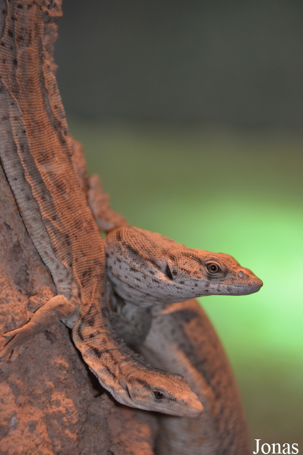 Varanus gilleni
