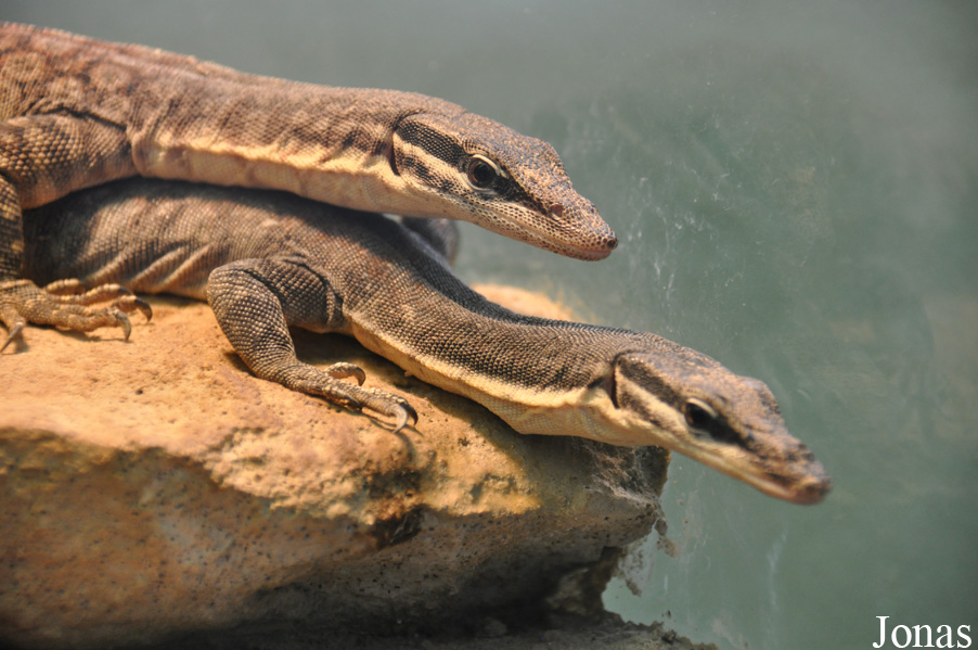 Varanus glauerti