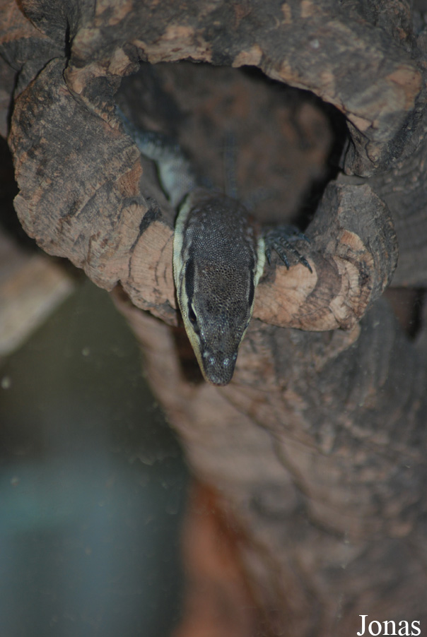 Varanus glauerti