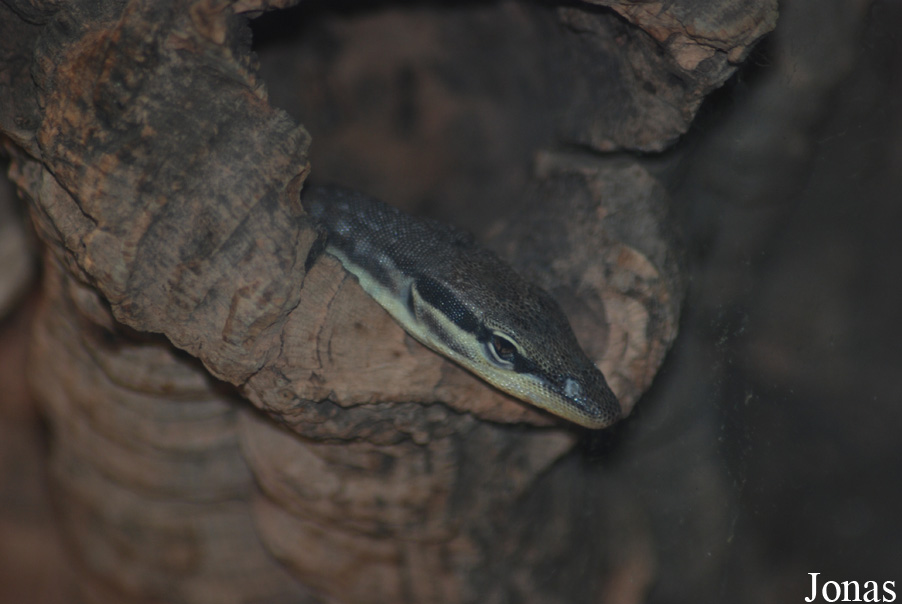 Varanus glauerti