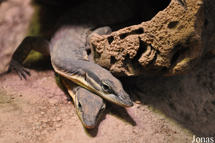 Varanus glauerti