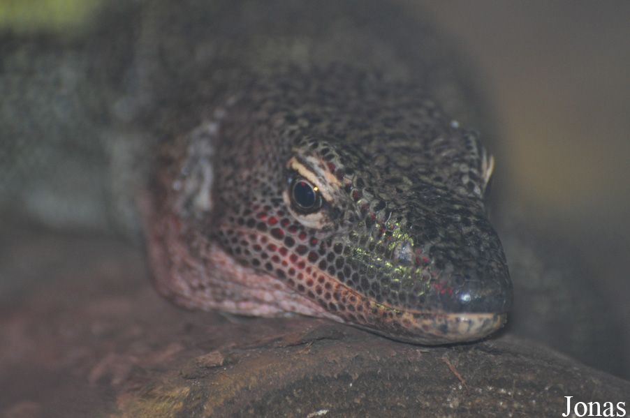 Varanus indicus