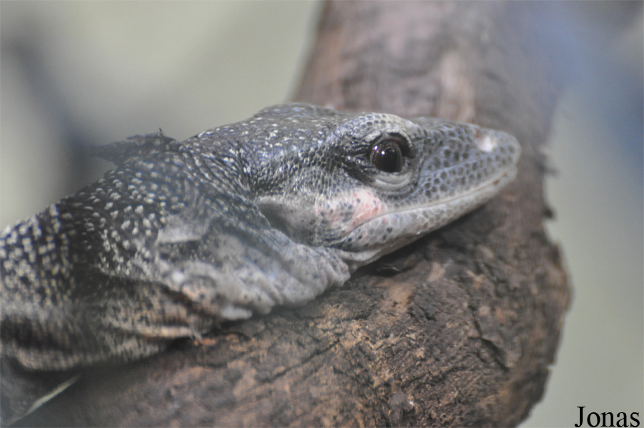 Varanus jobiensis