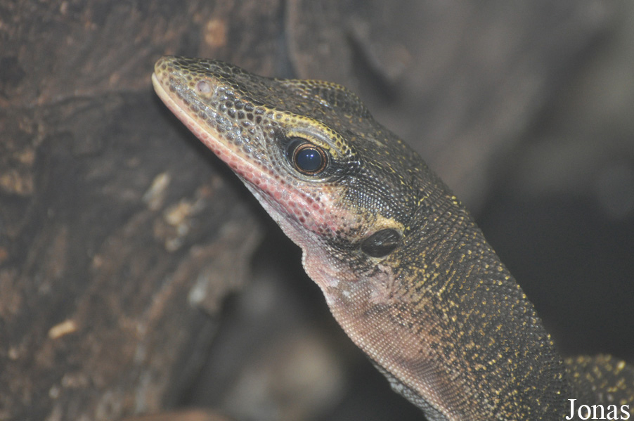 Varanus jobiensis