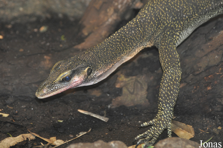 Varanus jobiensis