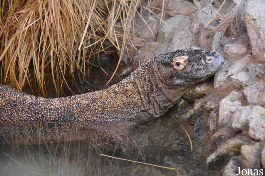 Varanus komodoensis
