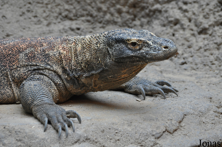 Varanus komodoensis