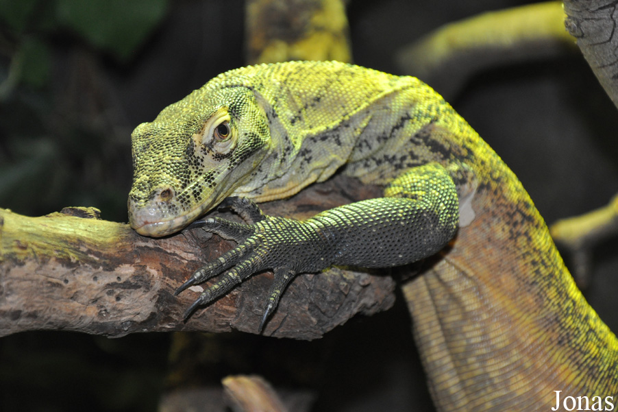 Varanus komodoensis