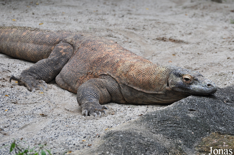 Varanus komodoensis