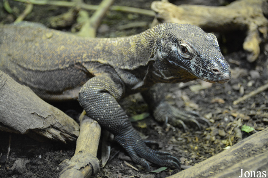 Varanus komodoensis