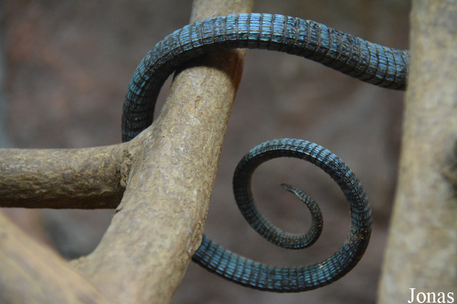 Varanus macraei