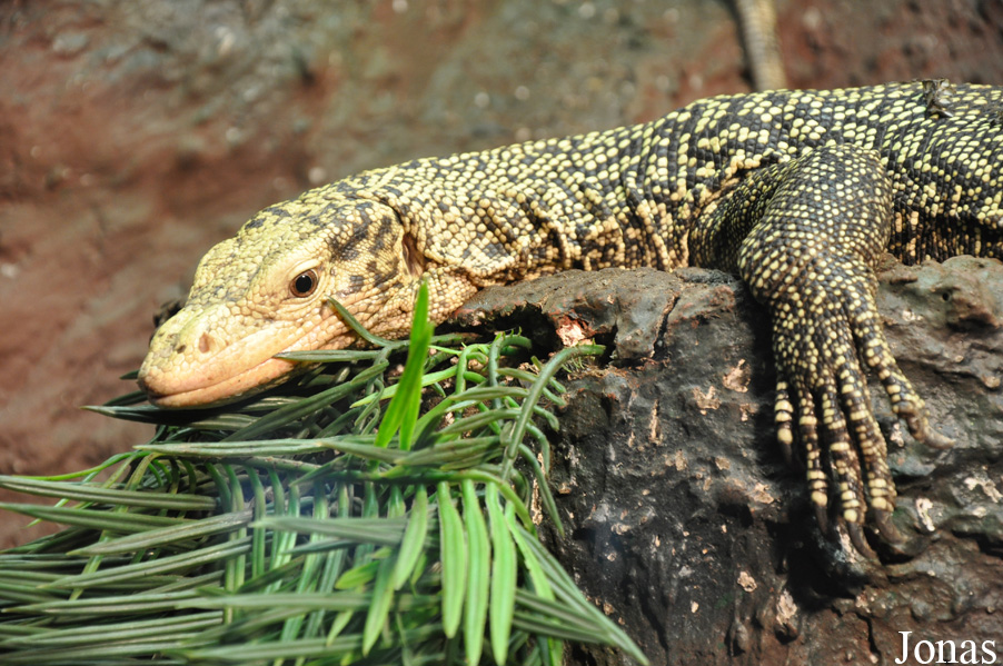 Varanus melinus