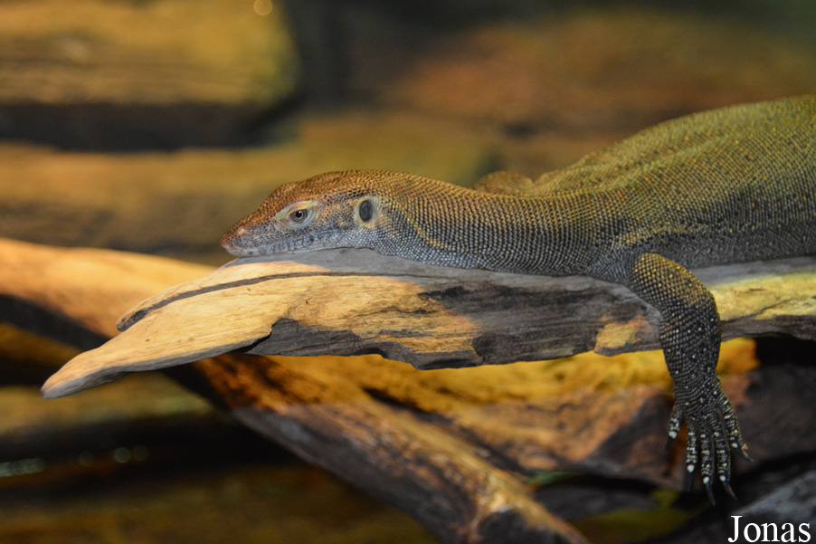 Varanus mertensi